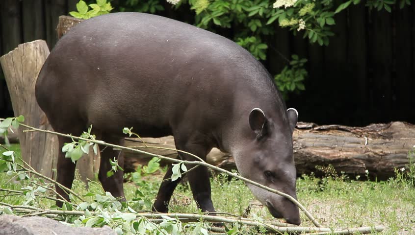 South american tapir