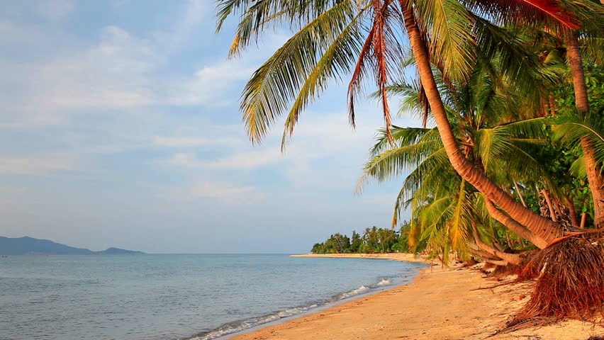 tropical beach and palm tree at sunset time