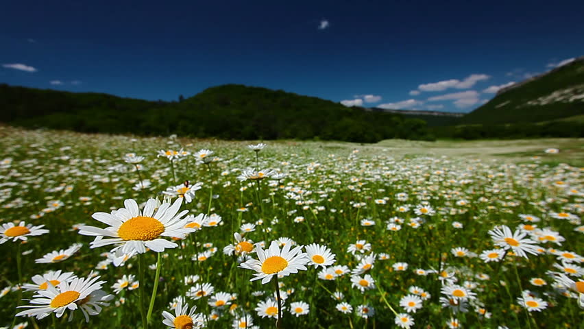 closeup of chamomile flowers, hill in background