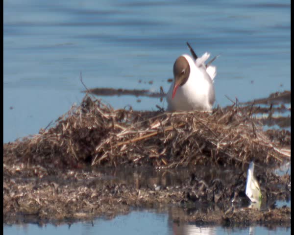 gull