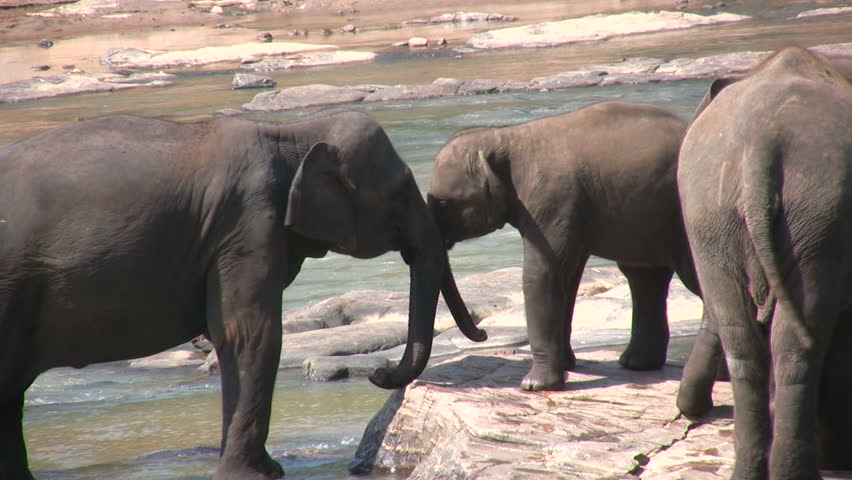 An elephant mother and child are playing with each other using their trunks.