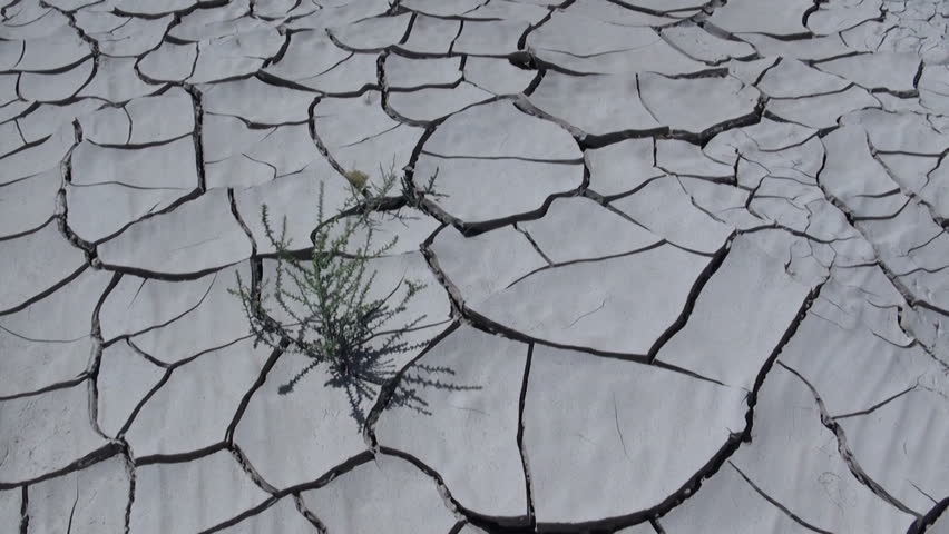 A lonely plant grows in dry cracked earth.