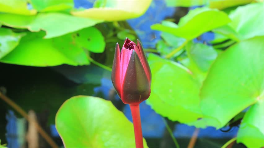 time lapse, lotus bloom