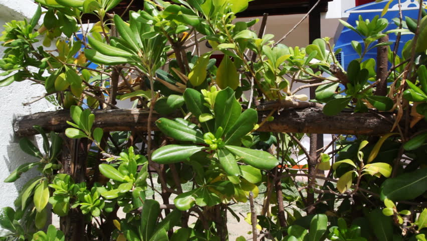 green bush, then camera rises and seen white hotel with tiled canopies