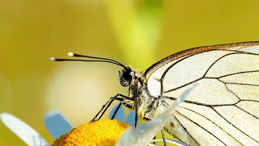 butterfly and camomile in morning dew