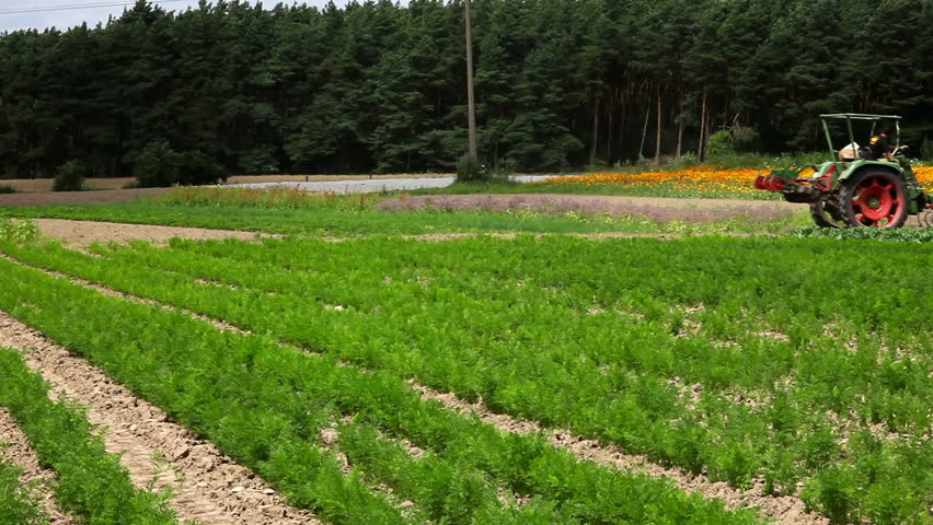 Farmer driving a tractor on a carrot field (Full HD with sound)