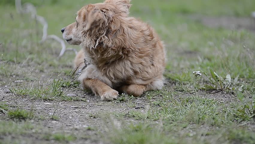 a red little watchdog lies on grass