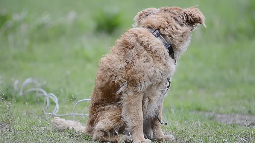 a red little watchdog sits on grass