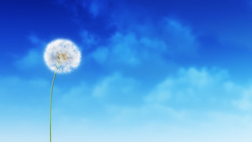 Dandelion Blue Sky (with Matte). Dandelion on the wind. You can change background or add graphics to this clip, using attached luma matte.