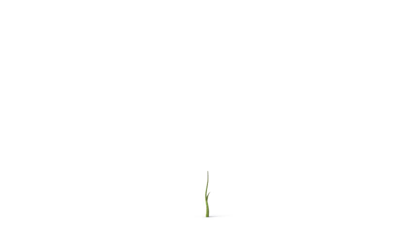 Growing tree on white background, isolated object. Convenient for multimedia use. Symbol of growth, ecology, environmental care, prospects, family, evolution. HD. Alpha mask included