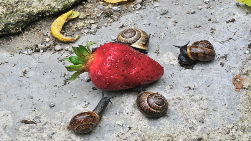 Snails feasting on a strawberry timelapse HD