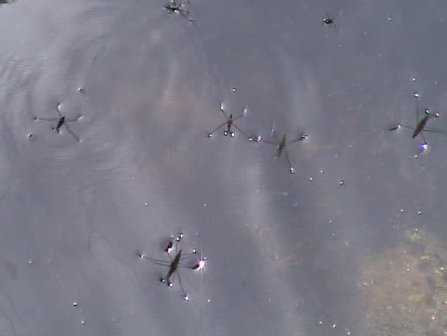 Water skaters (Water strider)