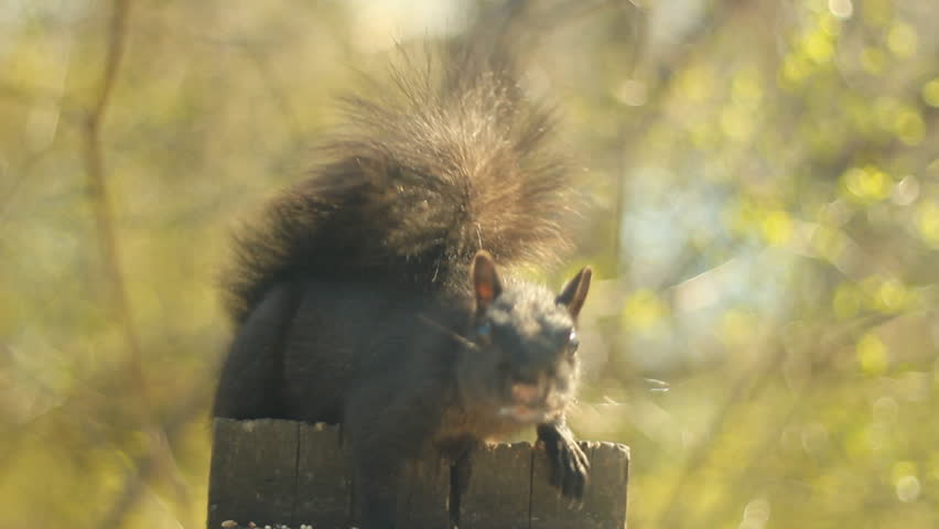 Young, eastern grey squirrel eating nuts and seeds faces the camera. Shallow DOF. High Park, Toronto, Ontario, Canada.