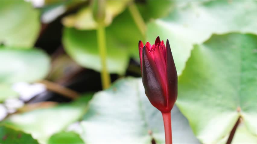 time lapse, lotus blooming, hd