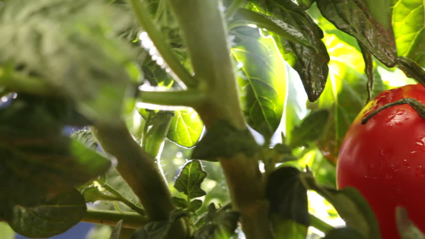 Camera pans across ripe tomatoes on the vine with morning mist