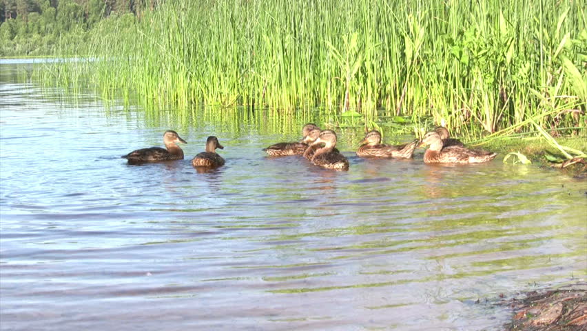 Morning on the lake, feeding of duck family 