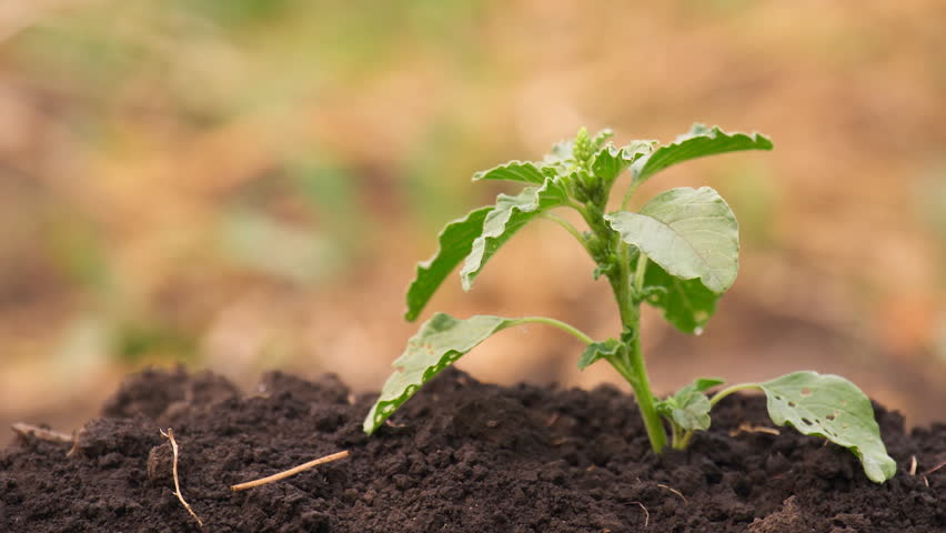 Green grass drying time-lapse in vegetable garden. Shallow focus depth on plant