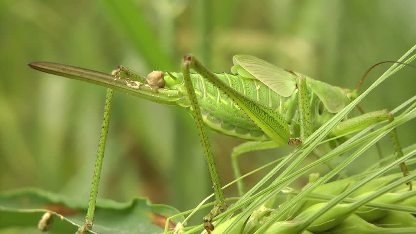 Locust.
