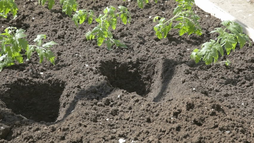 There are two already done holes for planting tomato seedlings. Young woman ramming one fresh bush. 