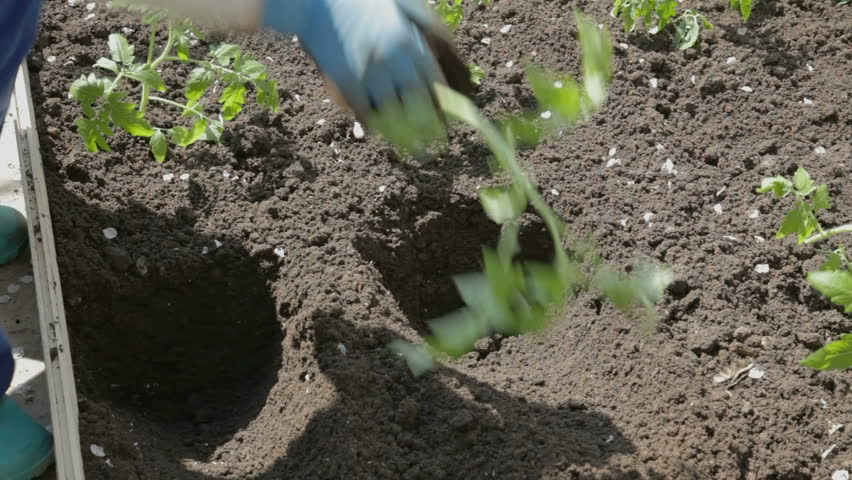Young woman sprinkling carefully small tomato seedlings with the soil 