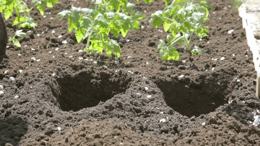 Young woman in blue rubber garden gloves carefully puting young growth of tomatoes in soil. 