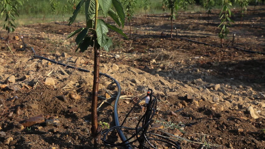 modern agriculture with the drip system 