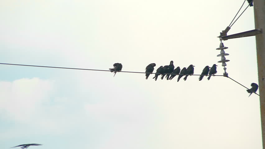 Flock of Ravens on a Wire