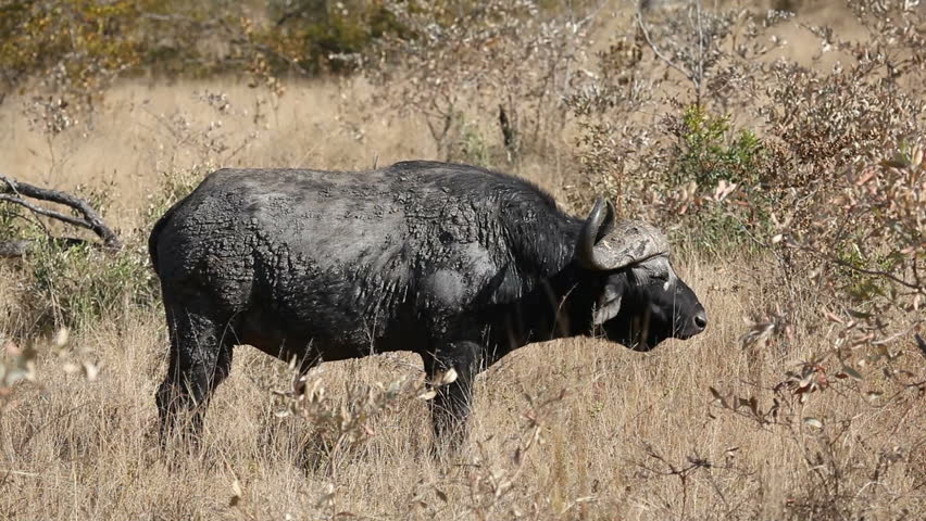 African or Cape buffalo bull (Syncerus caffer), Kruger National Park, South Africa
