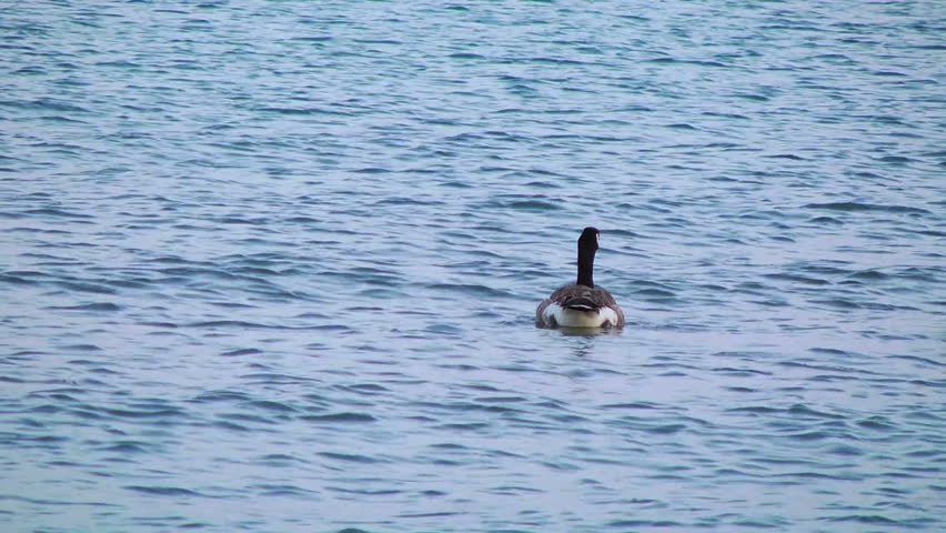 Canada geese (Branta canadensis) swimming in open water.