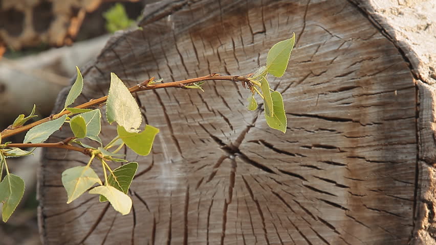 Heap of wood. Sprouting poplar log