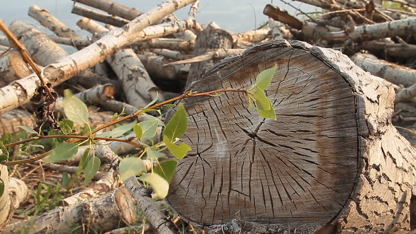 Heap of wood. Sprouting poplar log