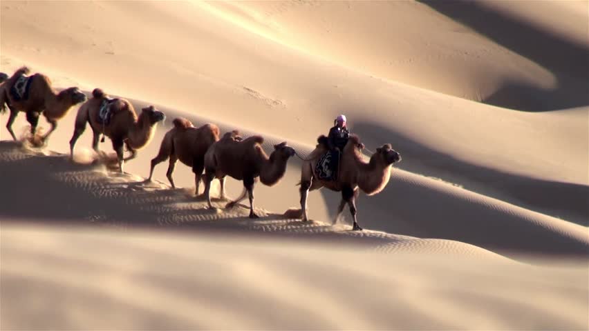 Camel crew walking down a sand dune in the desert