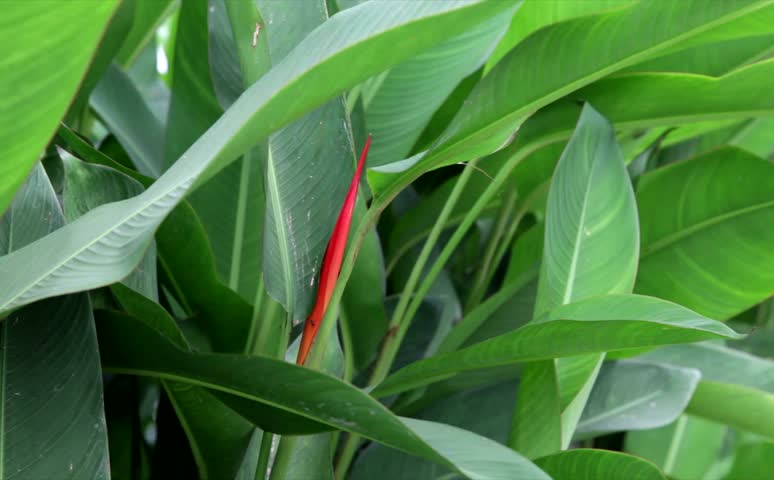 Header of Alpinia Officinarum