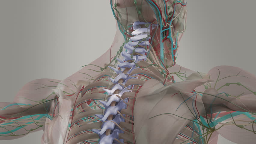 Human Anatomy Animation. Rotating View Showing Head And Torso View Of