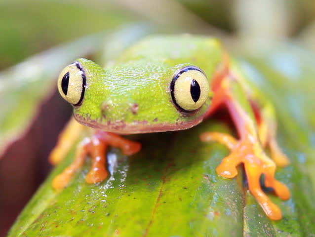Leaf Frog (Agalychnis hulli) in the rainforest understory, Ecuador