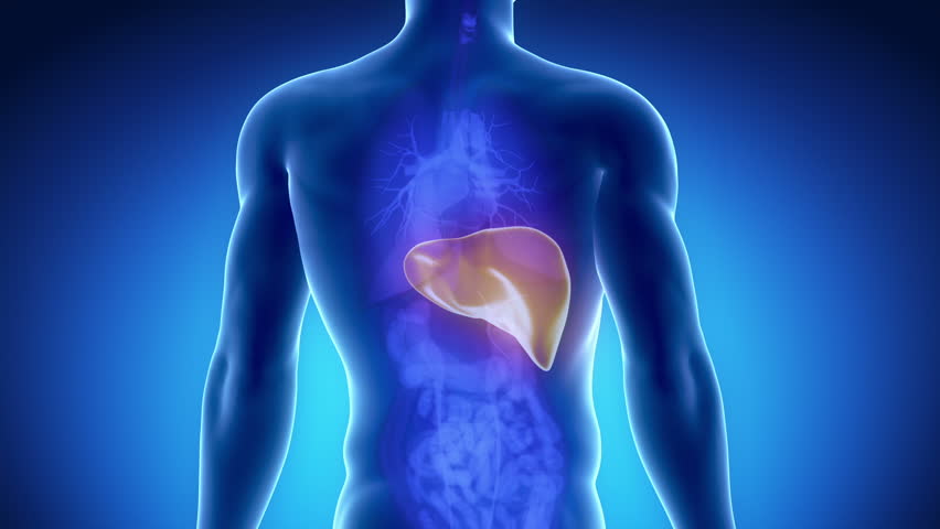 Male liver anatomy with digestive organs in blue orange x-ray view