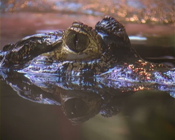 man eating crocodile