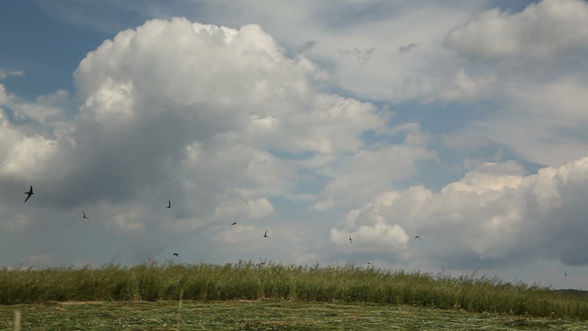 Farm tractor working in a field