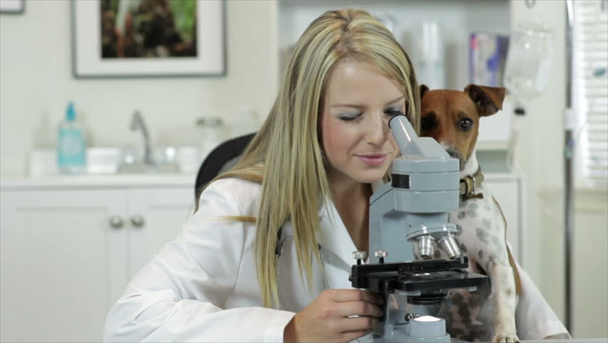 A pretty veterinarian holding her little Jack-Rat Terrier hybrid dog in her lap looks through a microscope.