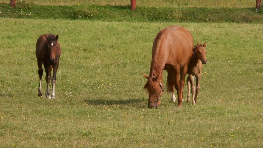 horses
