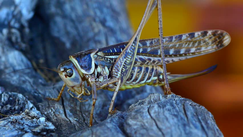 Grasshopper Close Up View