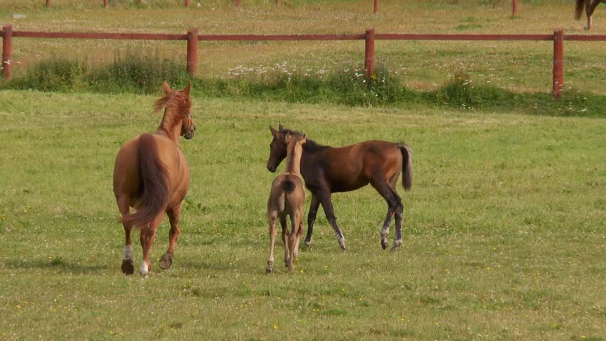 horses