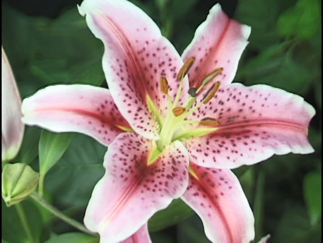 lily opening time lapse