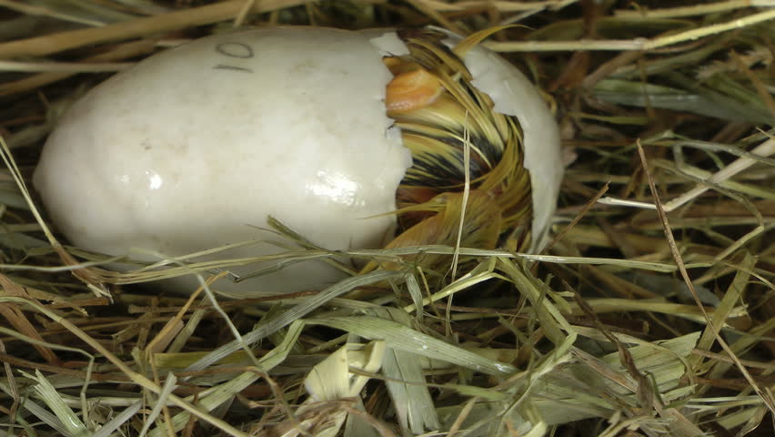 Yellow ducky newborn coming out of its egg