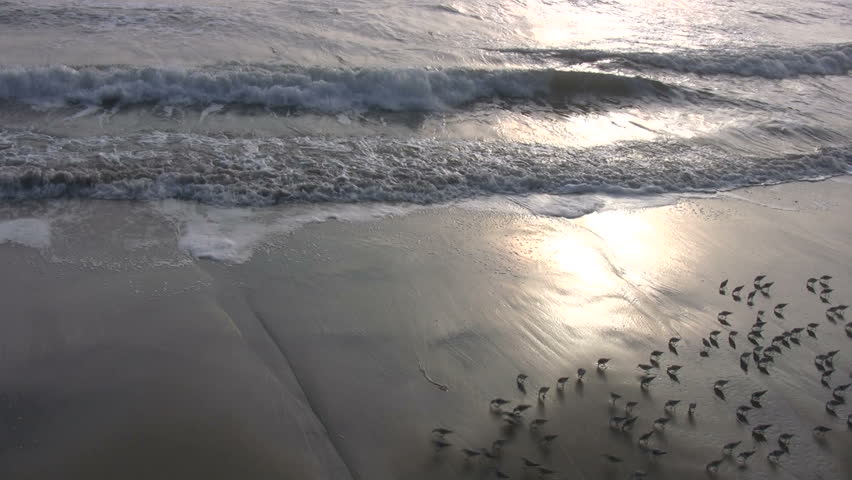 A swarm of baby sandpipers on a California beach.