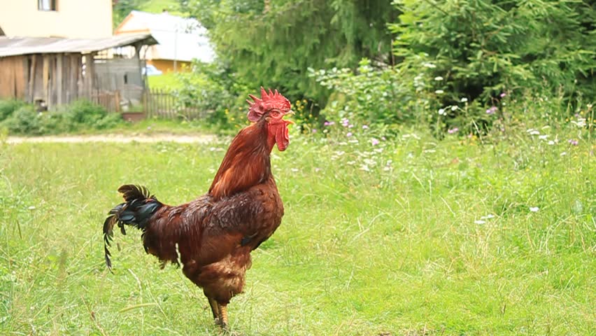 Rooster