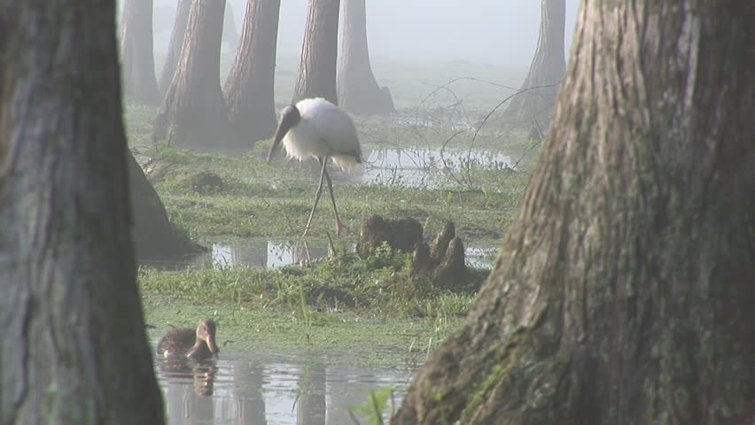Wood Storks (Mycteria Americana) are the largest birds of Northern America. Early morning in a central Florida swamp. Mottled Duck (Anas fulvigula) is also a Florida native species. 