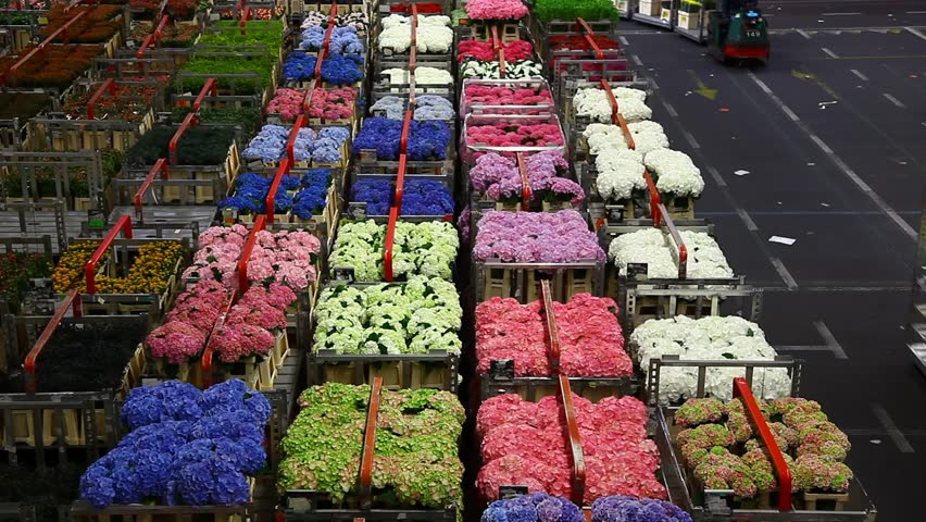 AALSMEER, THE NETHERLANDS-APRIL 27: Flowers being prepped for auction, FloraHolland, April 27, 2011, Aalsmeer, The Netherlands. Aalsmeer Flower Auction is the largest flower auction in the world; Around 20 million flowers are sold here daily.