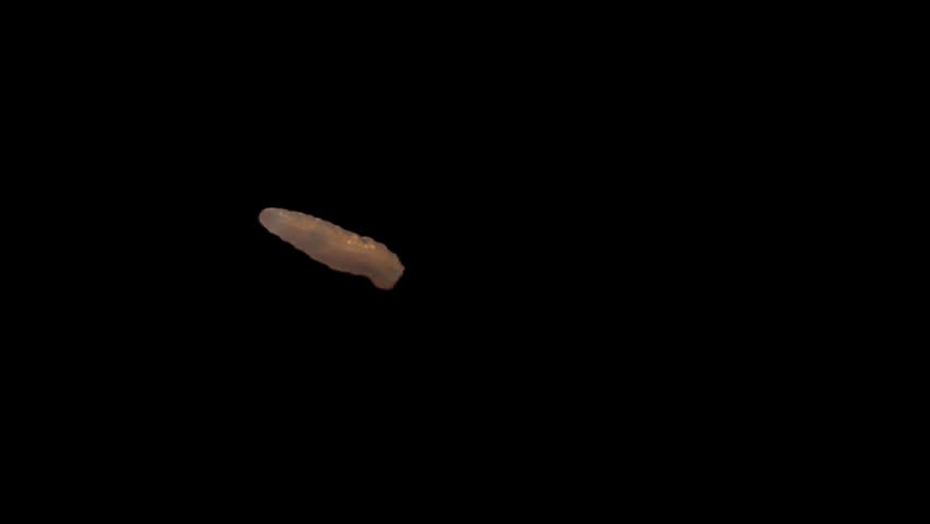 Isolate fly larva with alpha matte