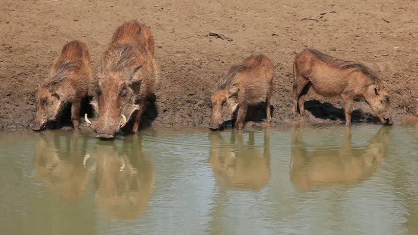 A family of warthogs (Phacochoerus africanus) drinking water, Mkuze game reserve, South Africa
